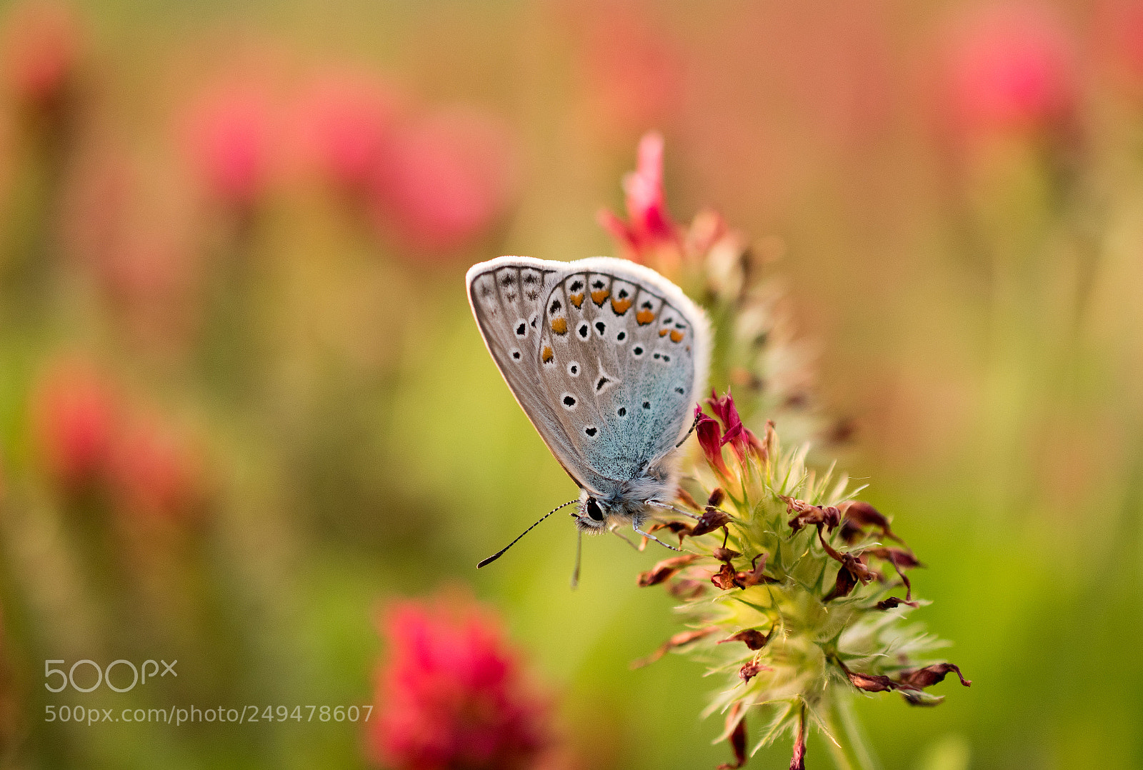 Nikon D5500 sample photo. Small butterfly photography