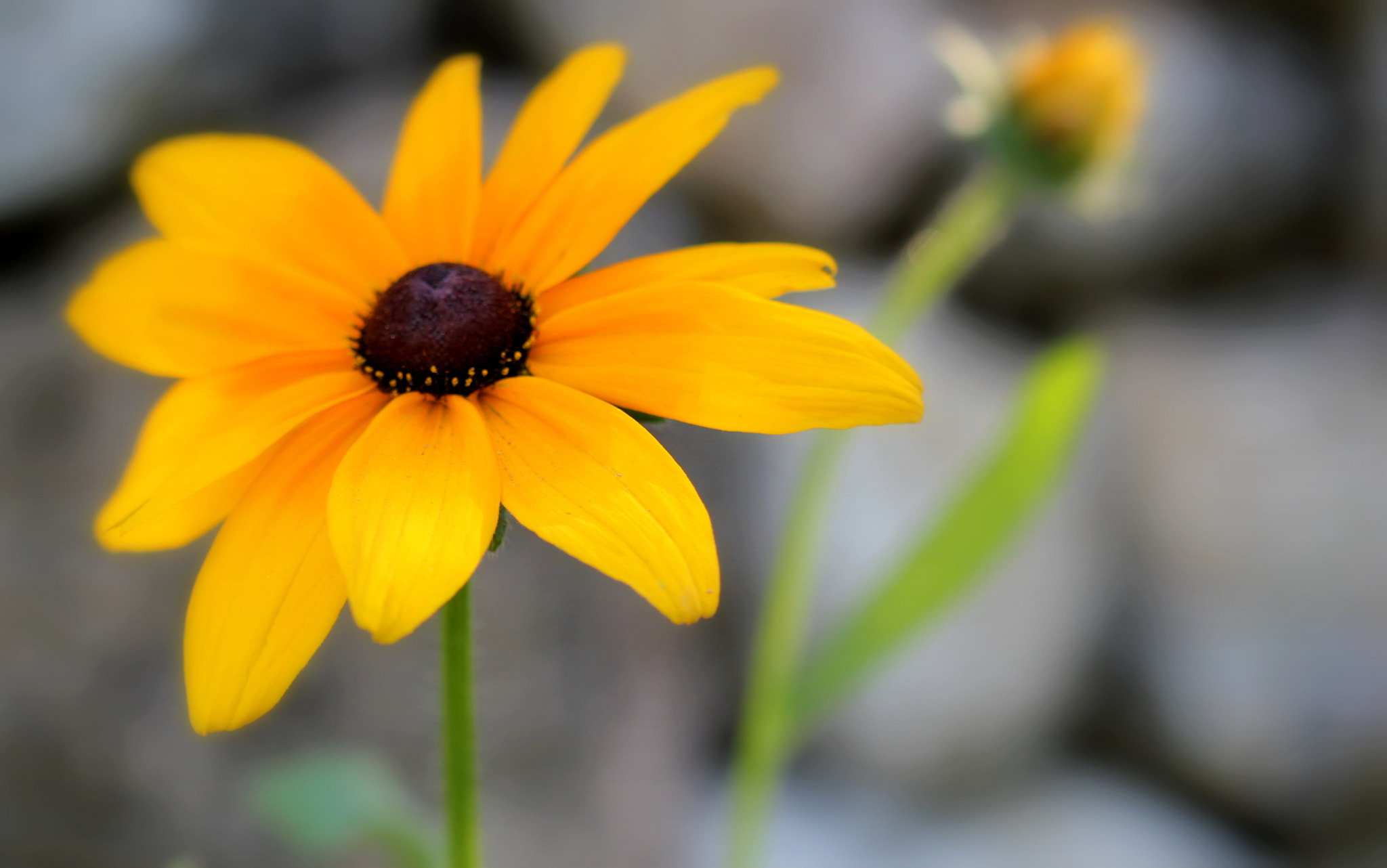 Canon EF 100mm F2.8 Macro USM sample photo. 2013 photography