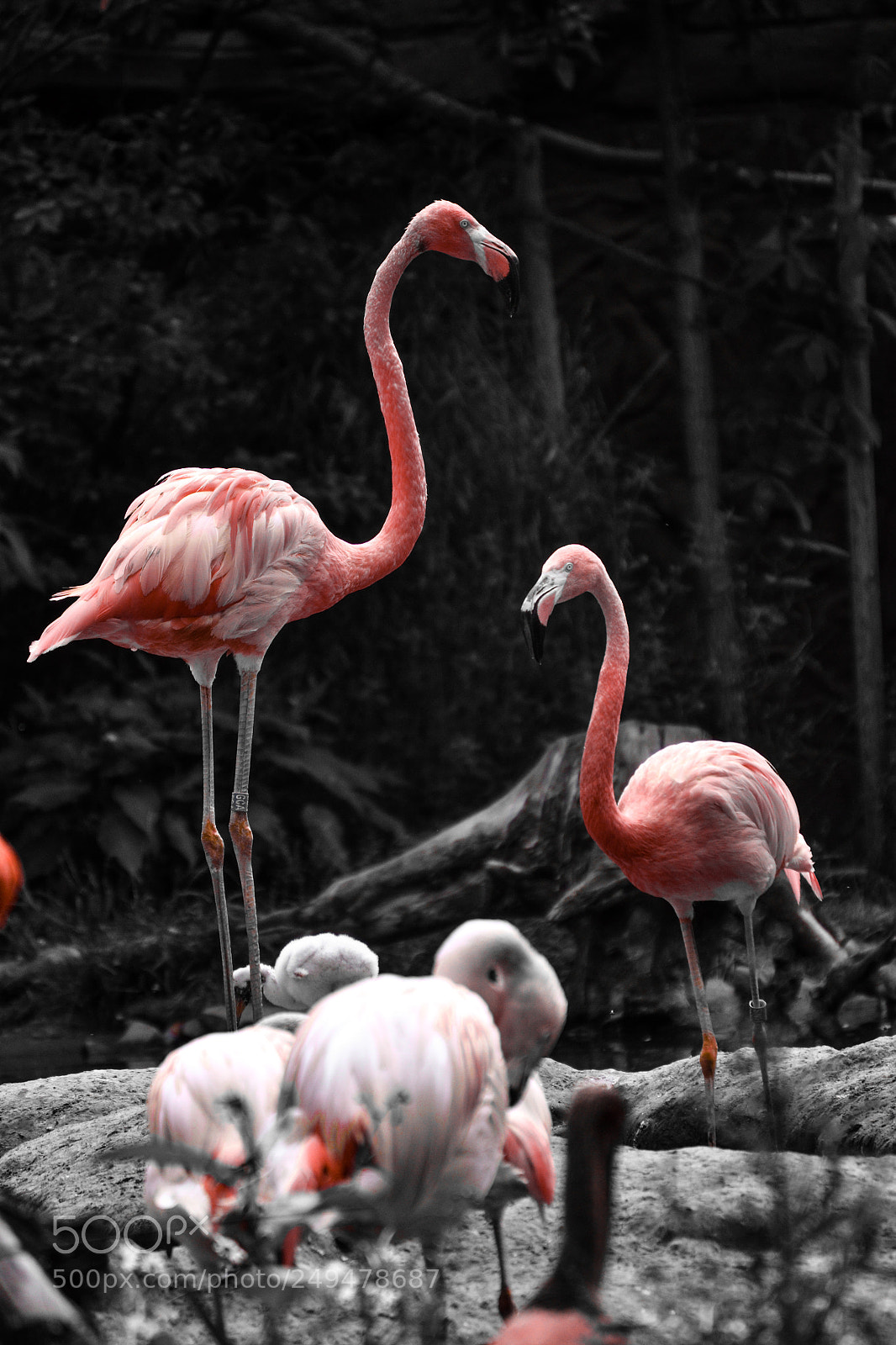 Nikon D3100 sample photo. Flamingos photography