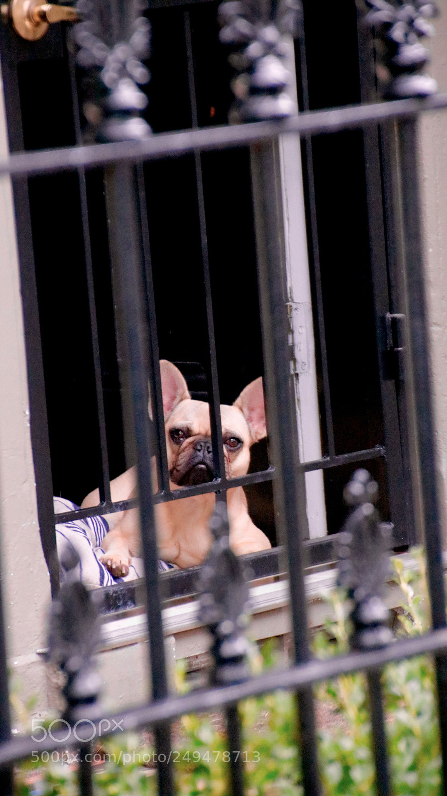 Canon EOS 750D (EOS Rebel T6i / EOS Kiss X8i) sample photo. A sydney gard dog! photography