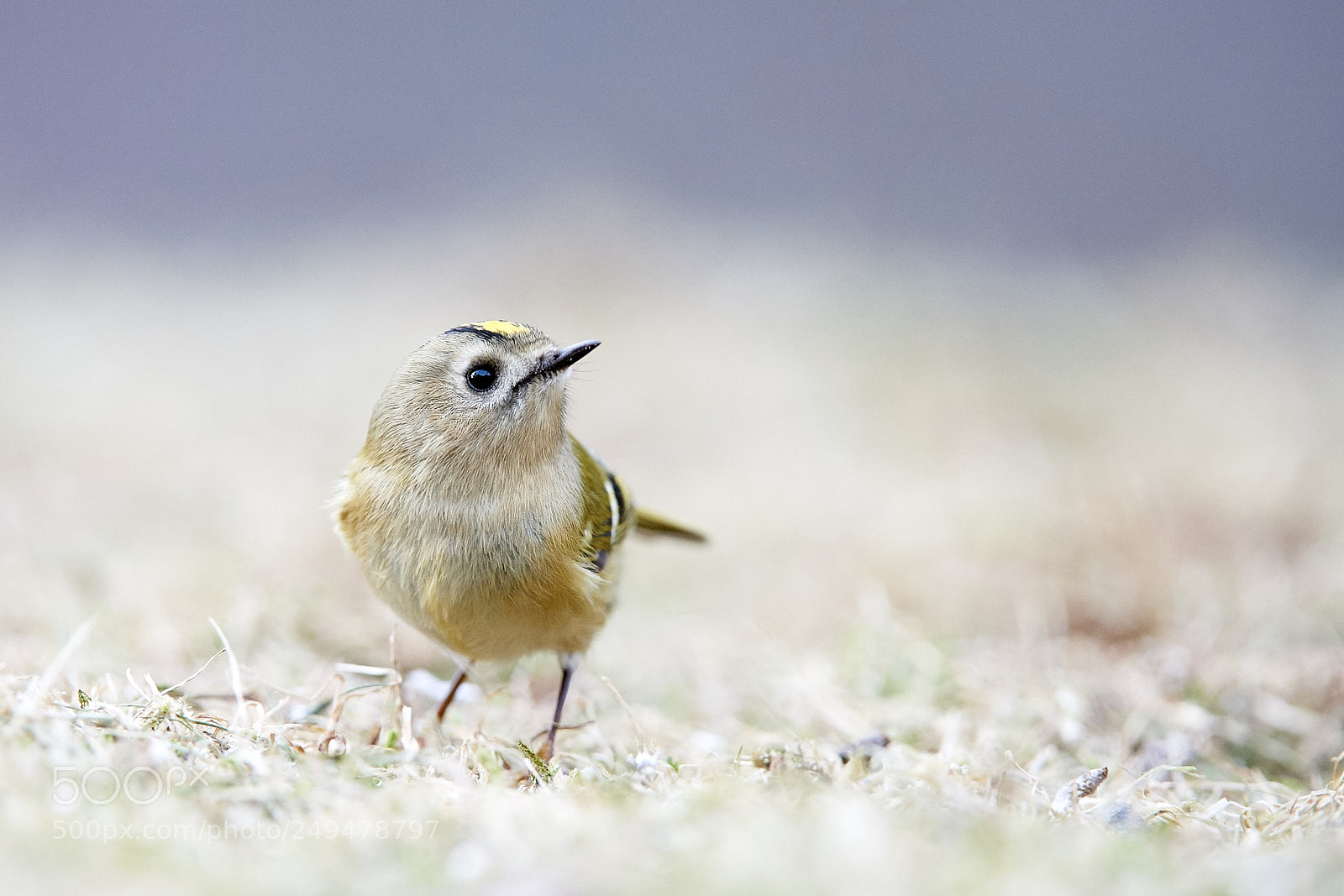 Nikon D3S sample photo. Goldcrest photography