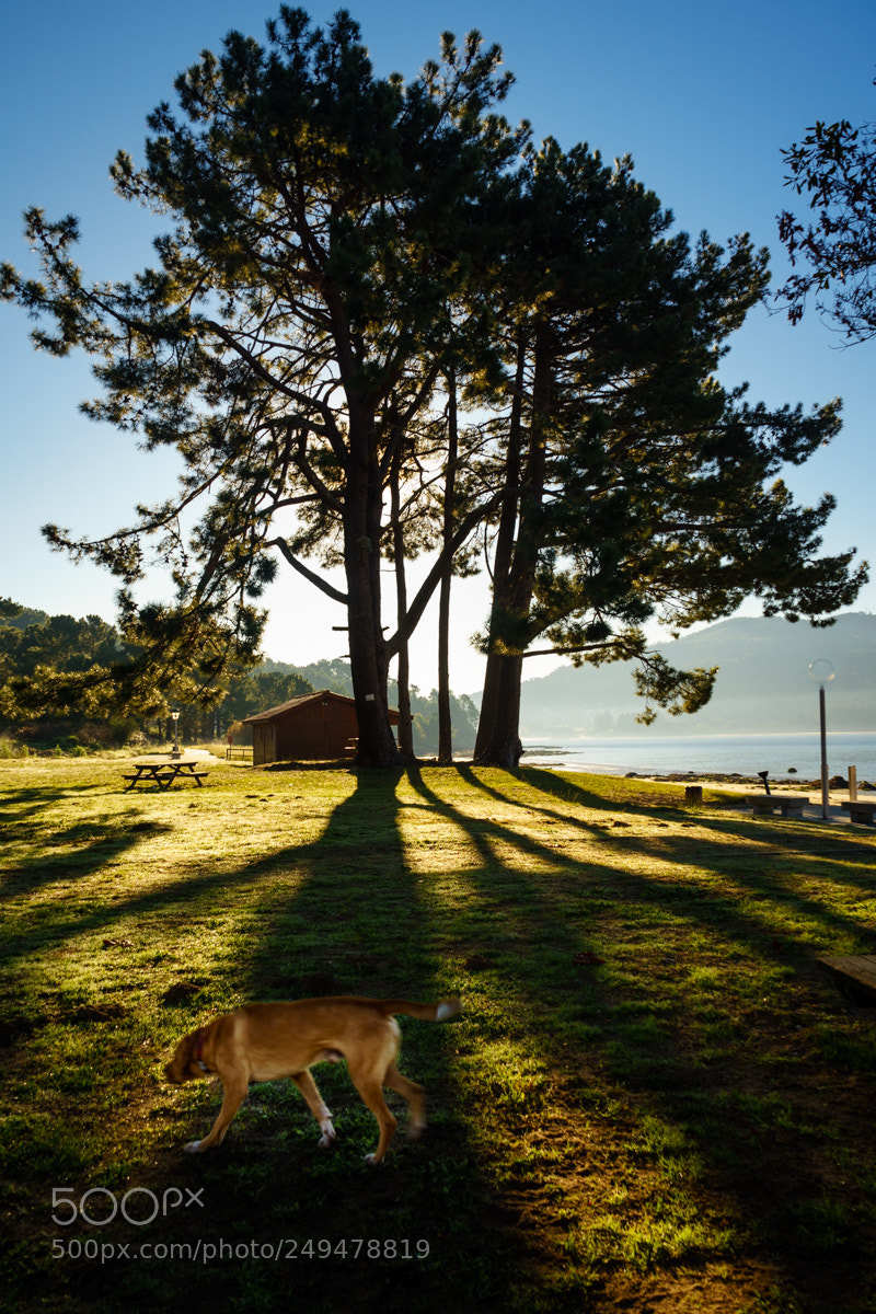 Sony a7 II sample photo. Paseando a contraluz photography