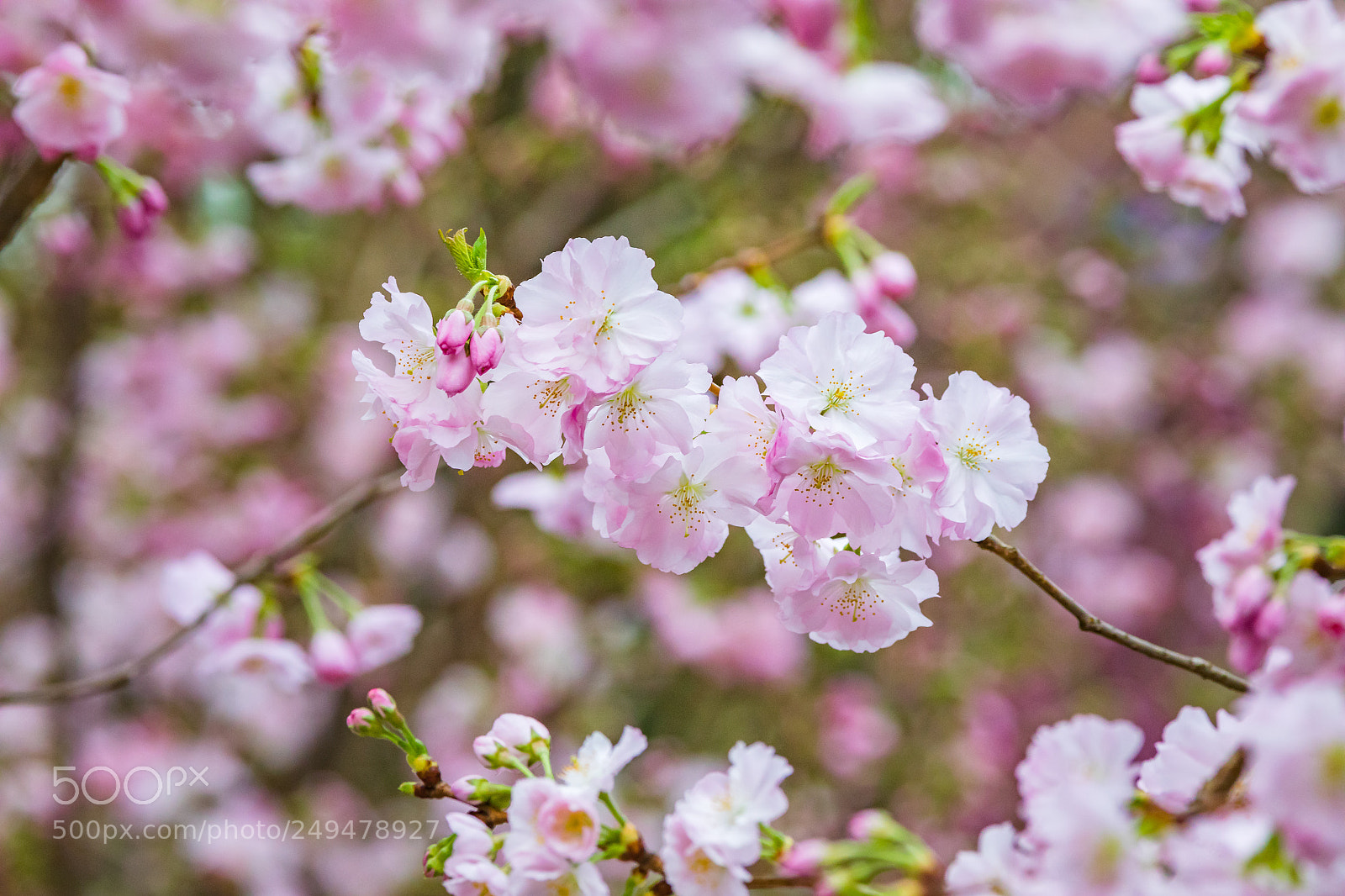 Canon EOS 5D Mark IV sample photo. Prunus accolade (sakura) photography