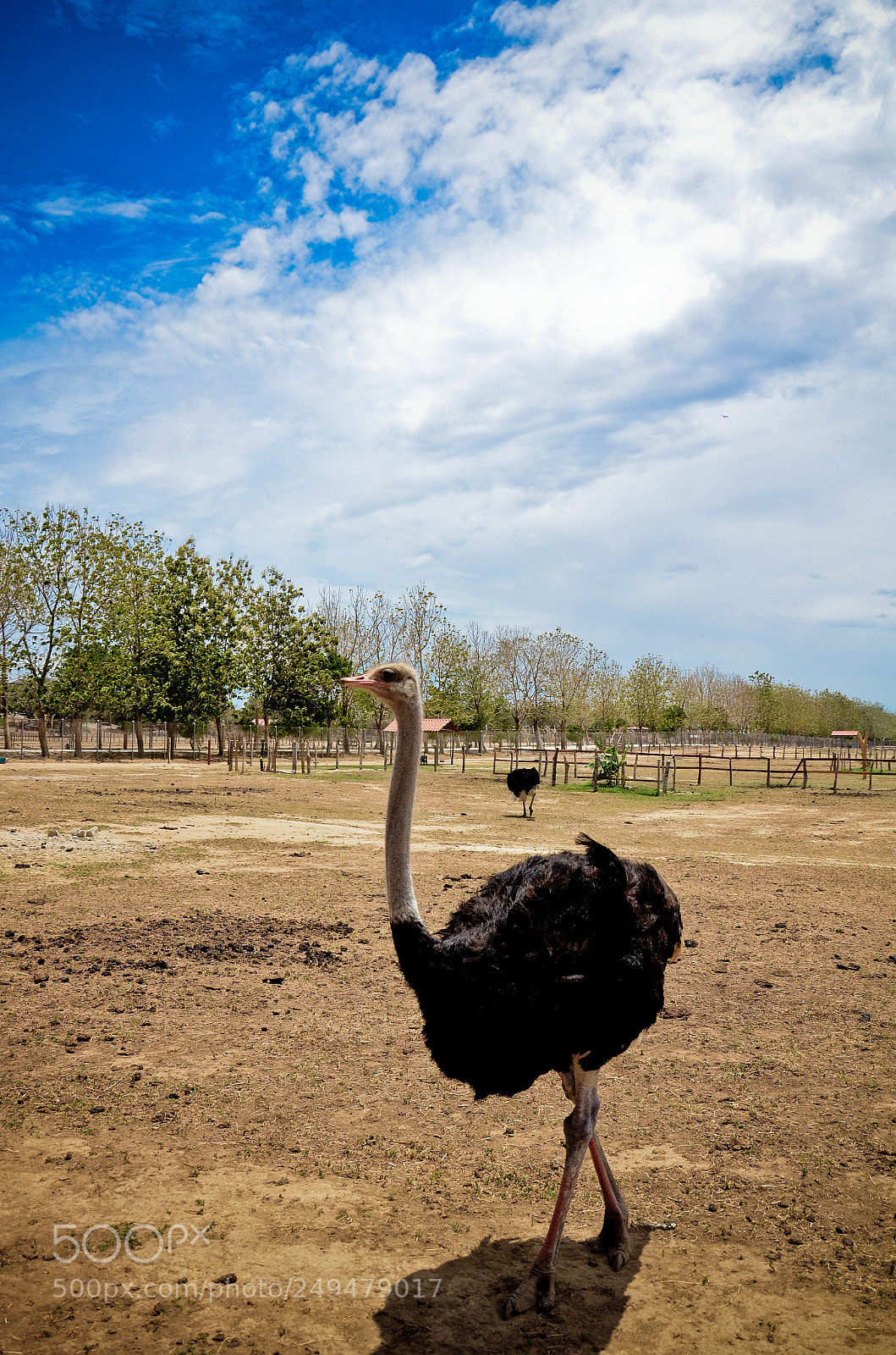 Nikon D7000 sample photo. Safari tour photography
