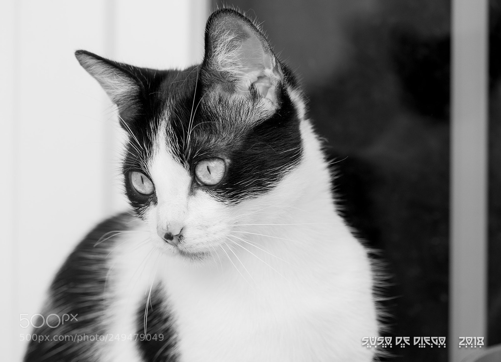 Olympus OM-D E-M10 II sample photo. Yoda b&w photography
