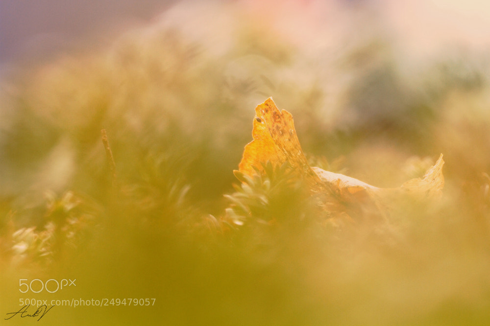 Canon EOS 7D sample photo. Natural beauty photography