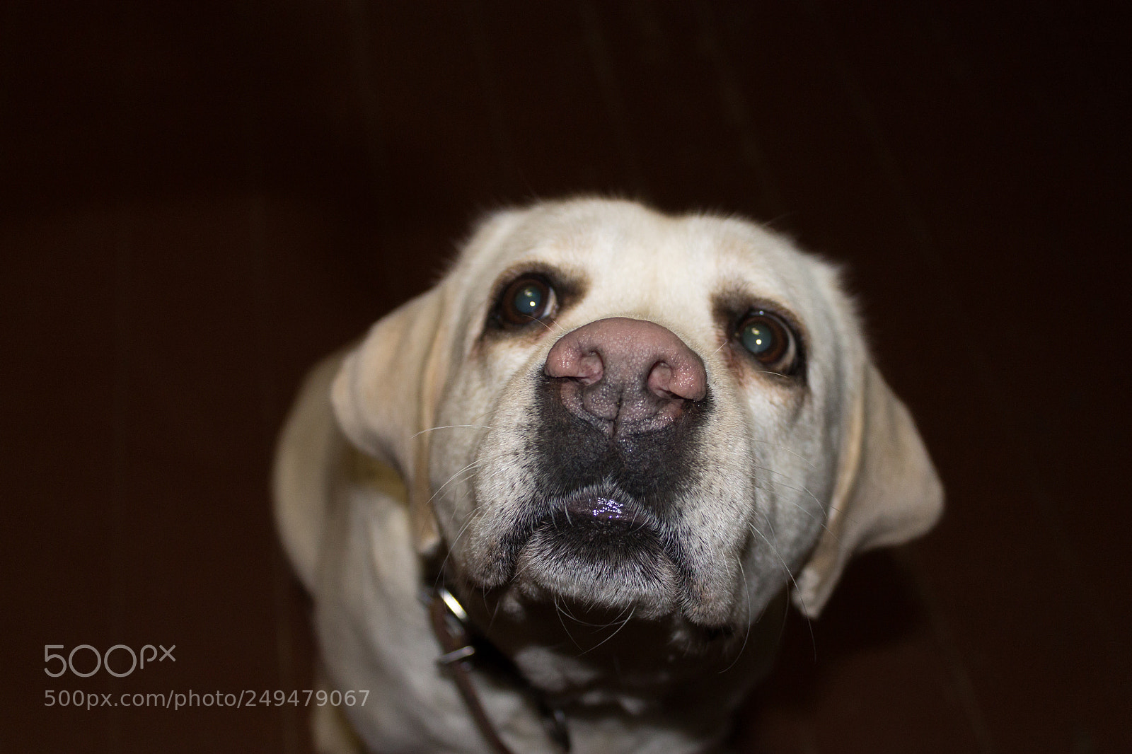 Canon EOS 1100D (EOS Rebel T3 / EOS Kiss X50) sample photo. Leather nose photography