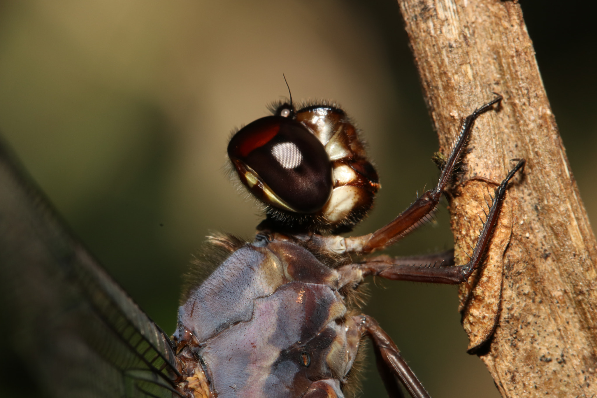 Canon EF 100mm F2.8L Macro IS USM sample photo. Img photography