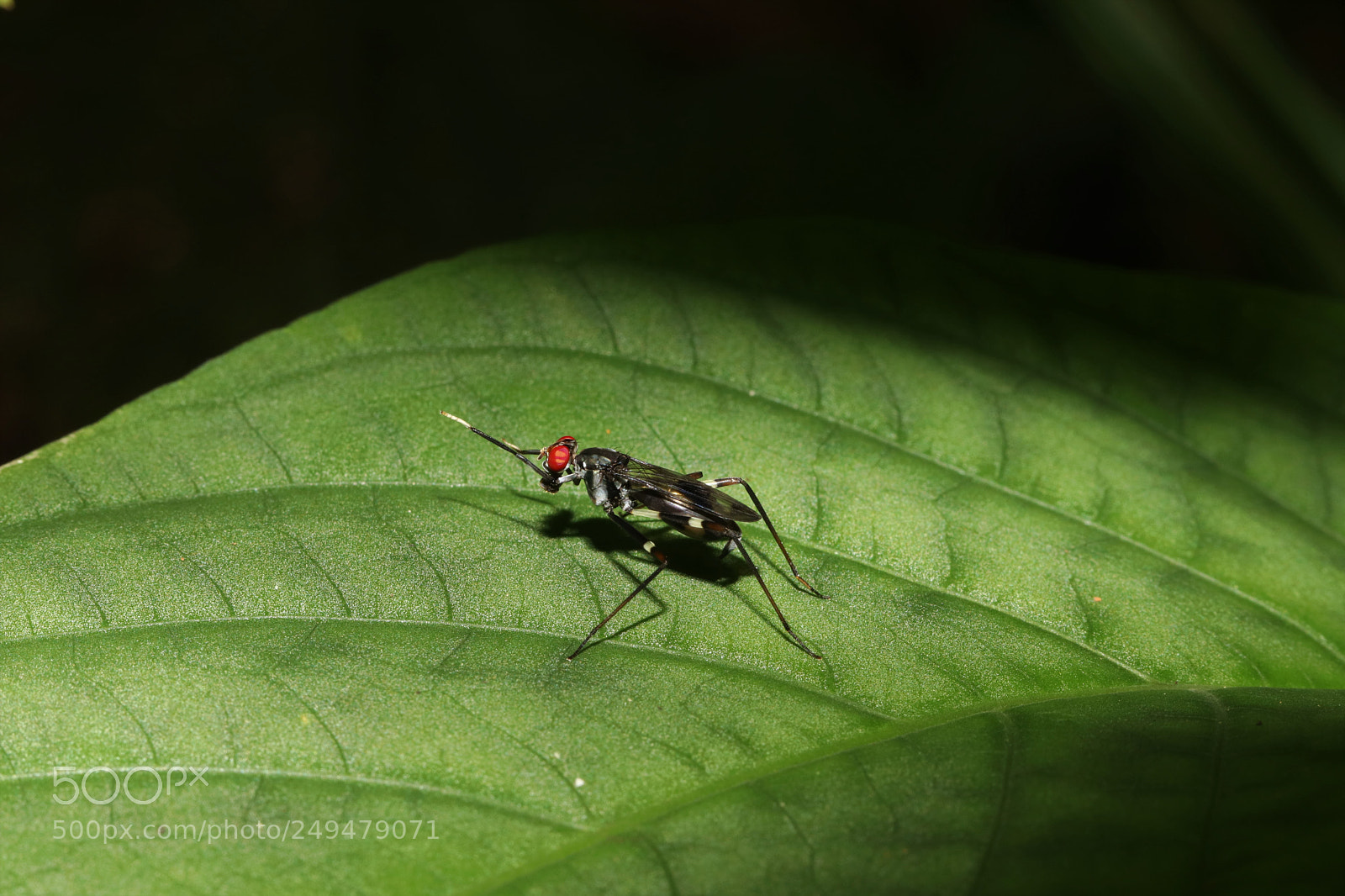 Canon EOS 80D sample photo. Img photography