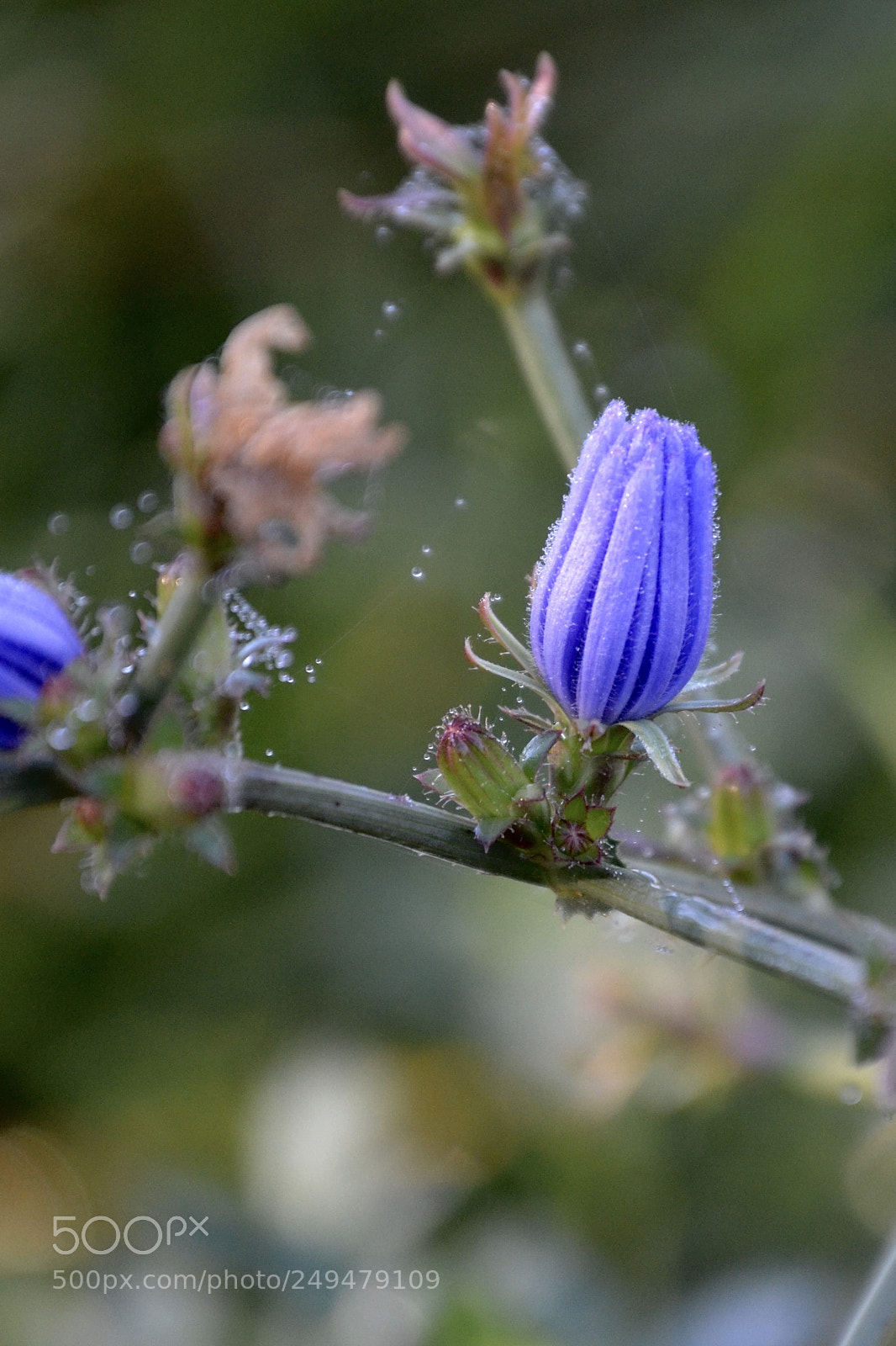 Nikon D3100 sample photo. Purple with dew photography