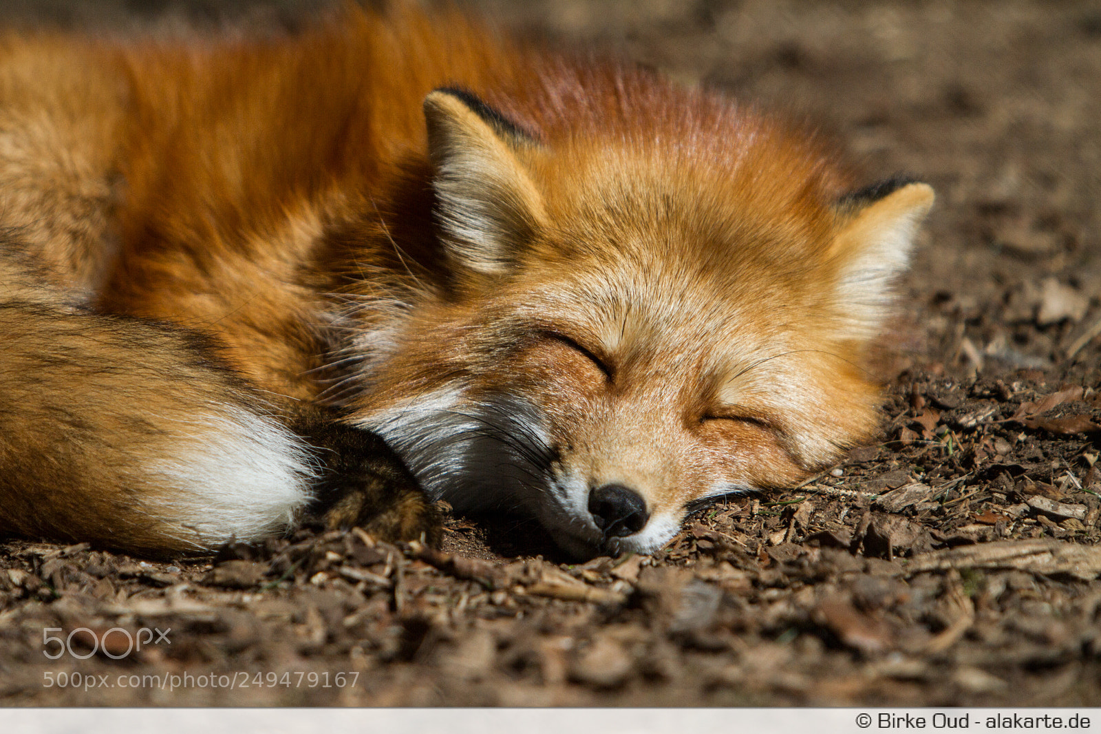 Canon EOS 7D sample photo. Sleeping fox photography