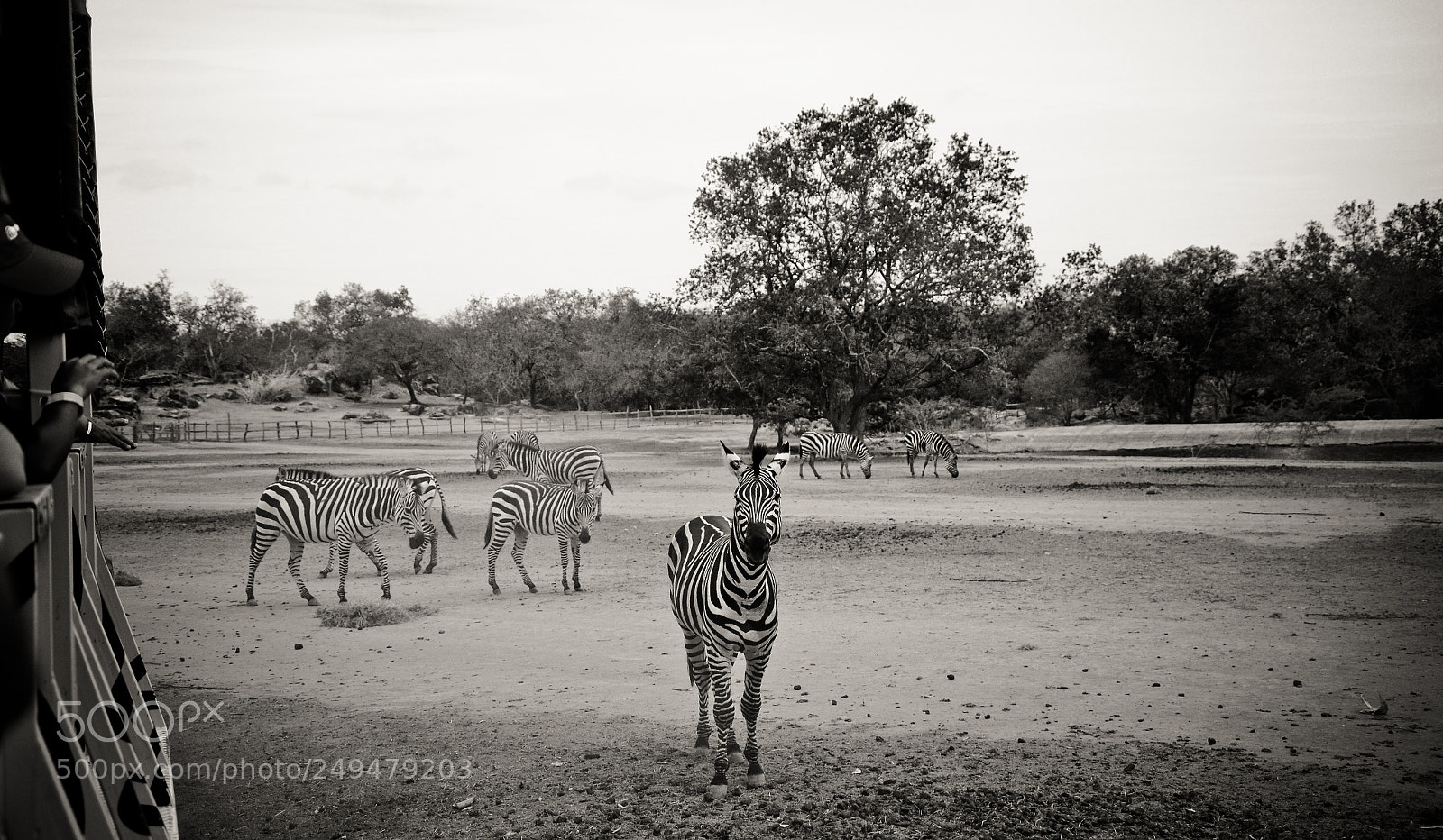 Nikon D7000 sample photo. Safari tour photography