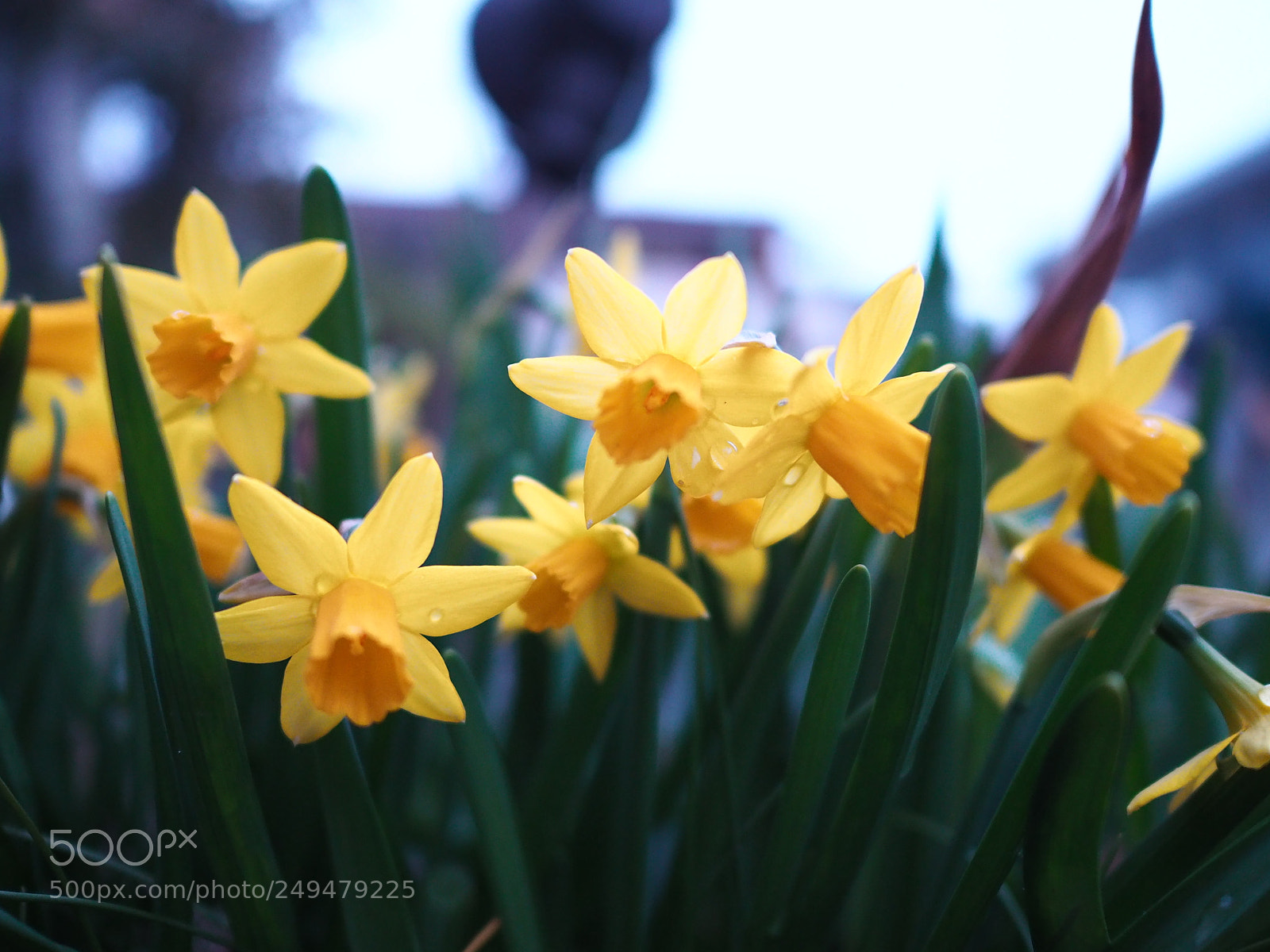 Olympus OM-D E-M10 II sample photo. Narcissus photography