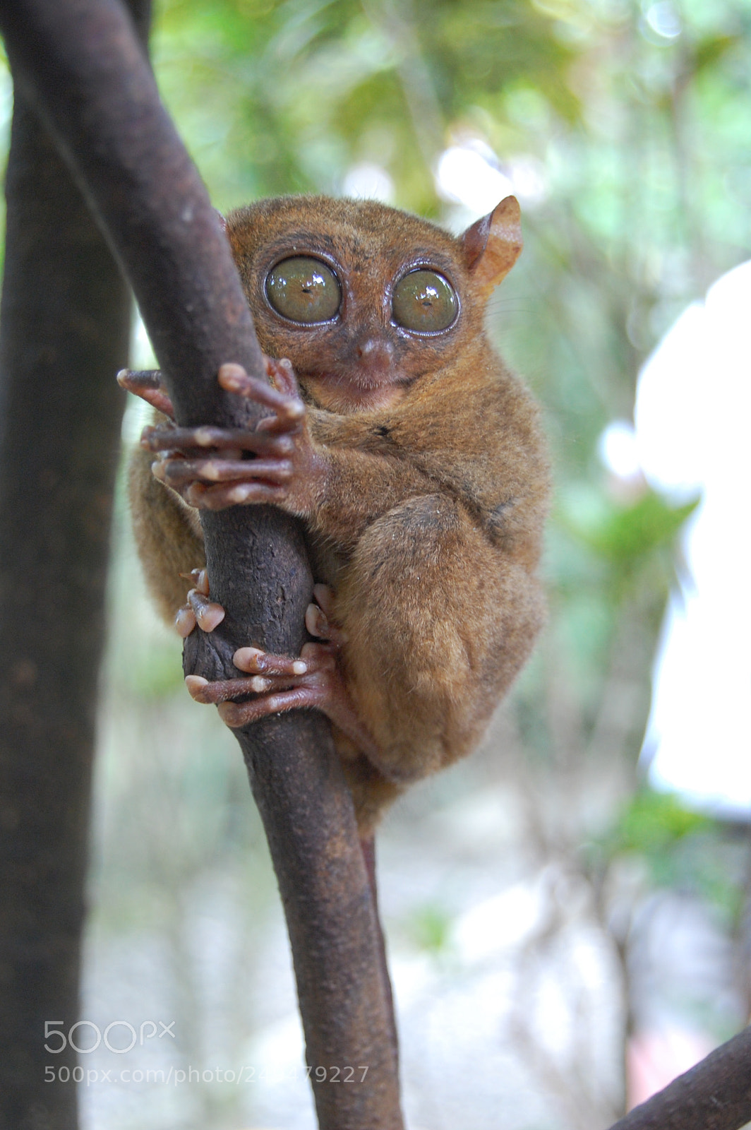 Nikon D40 sample photo. Tarsier @ bohol photography