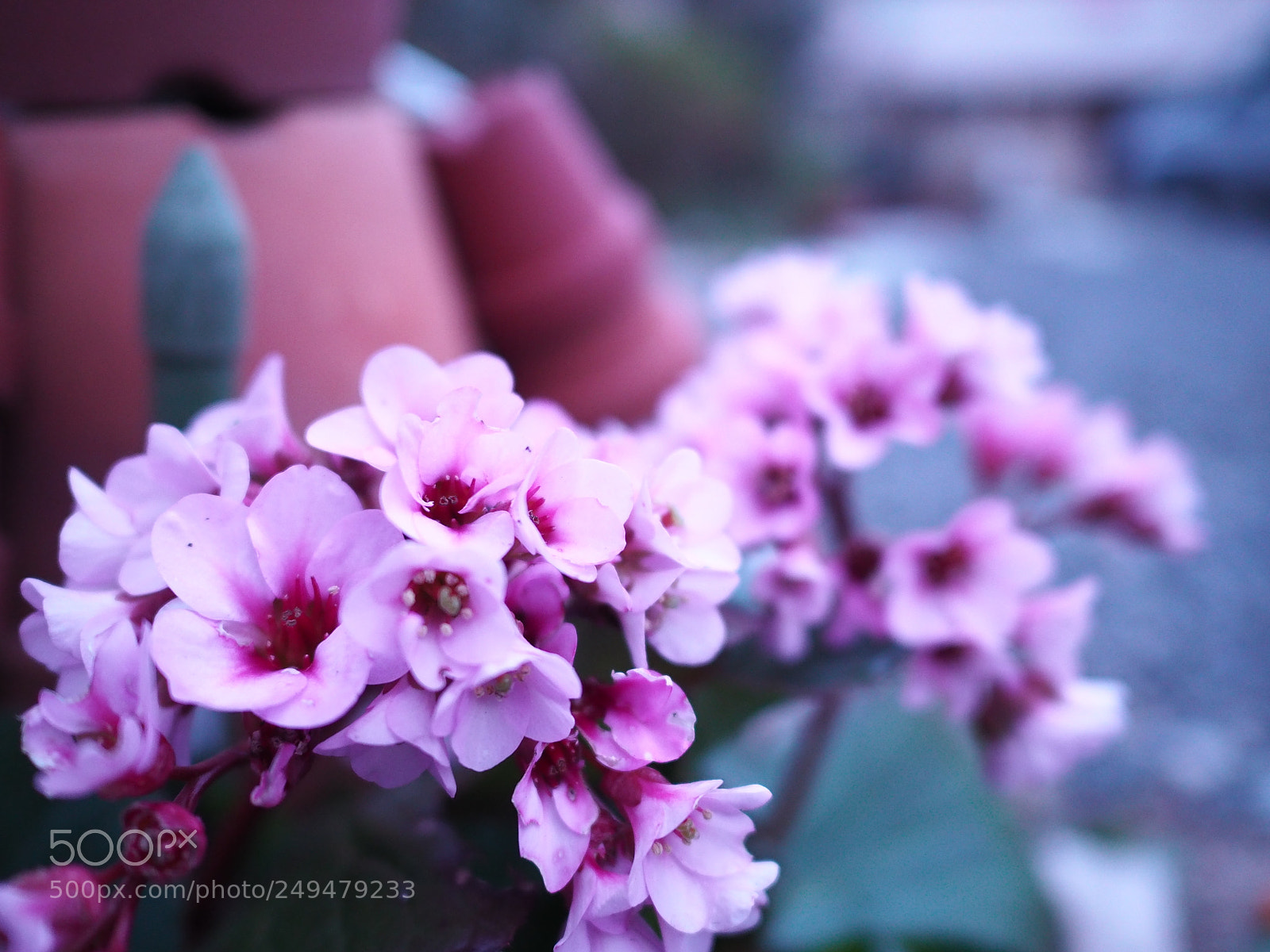 Olympus OM-D E-M10 II sample photo. Chamelaucium photography