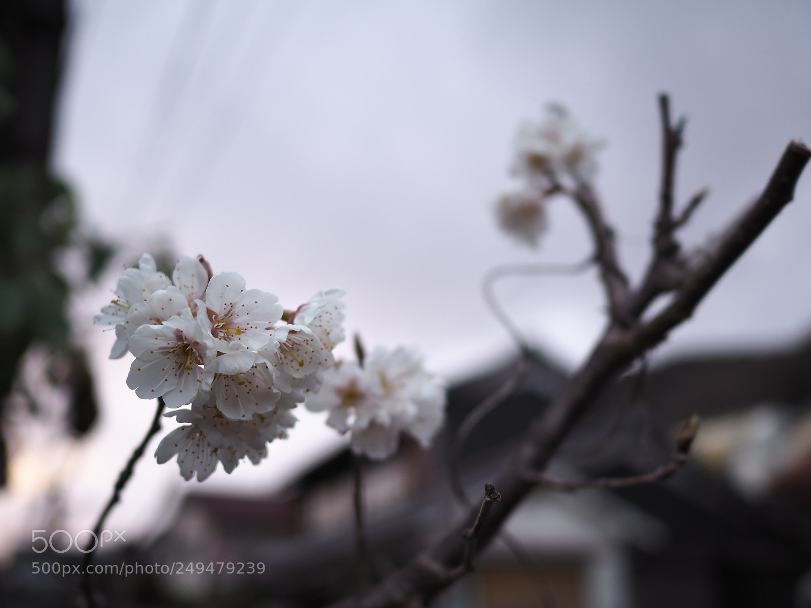 Olympus OM-D E-M10 II sample photo. Cherry blossom photography