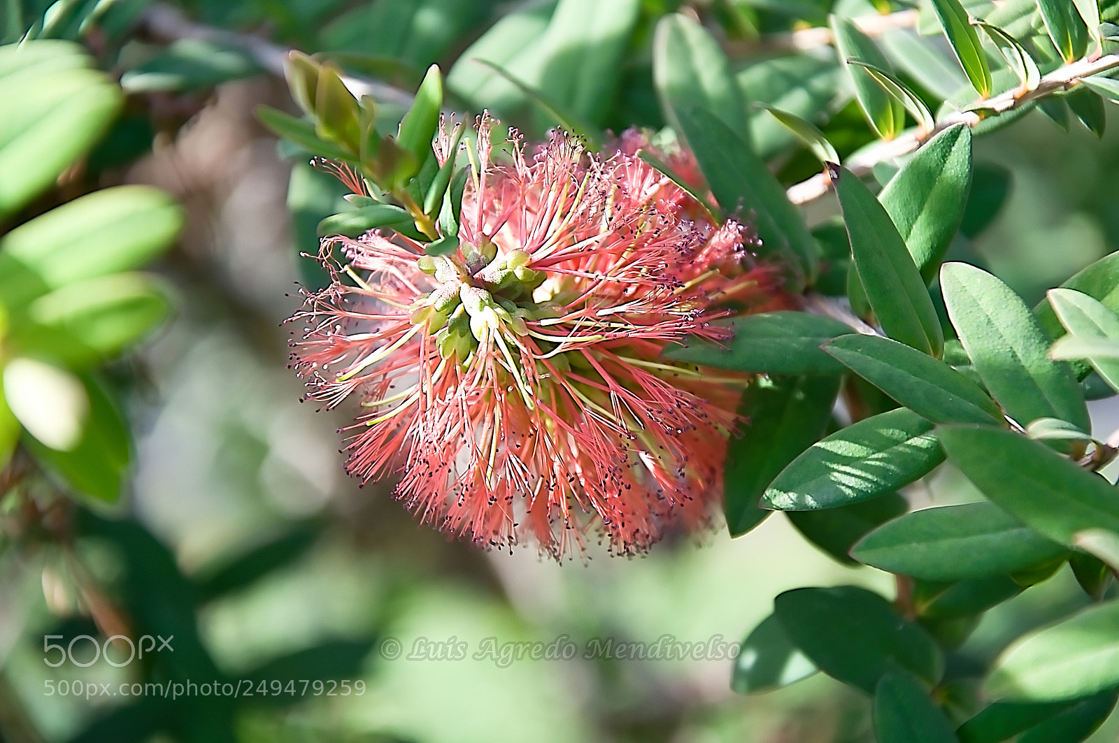 Nikon D90 sample photo. Beautiful flower bud callistemon photography