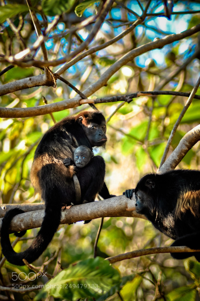 Nikon D90 sample photo. Monkey photography
