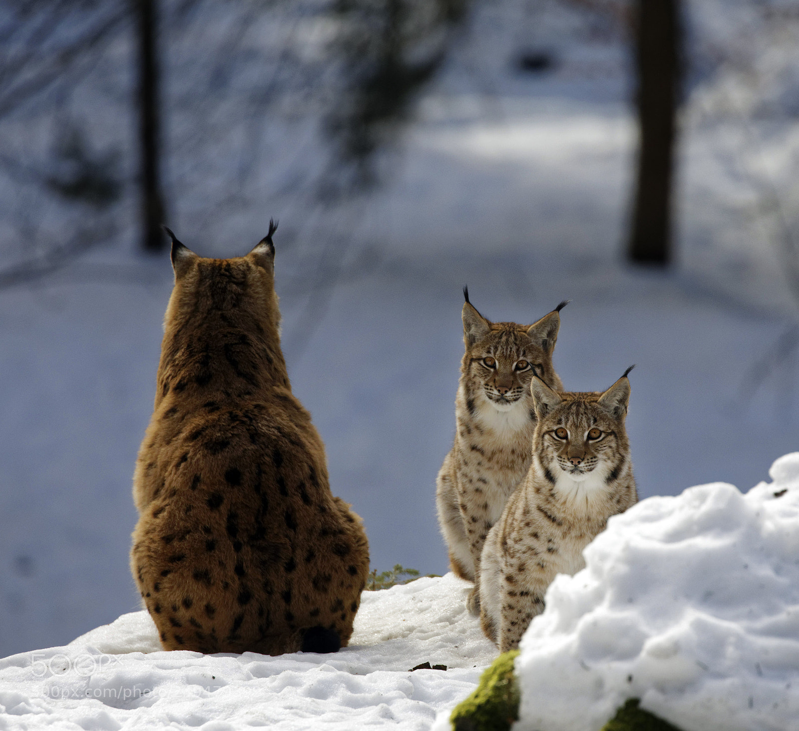 Canon EOS 5D Mark IV sample photo. Lynx family - mother photography