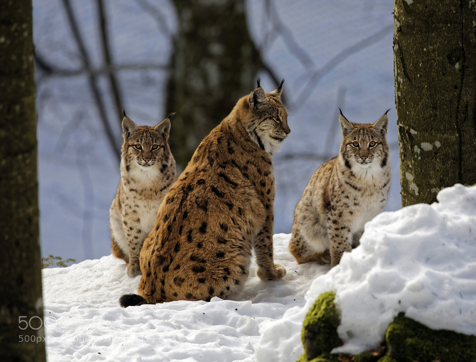 Canon EOS 5D Mark IV sample photo. Lynx family - mother photography
