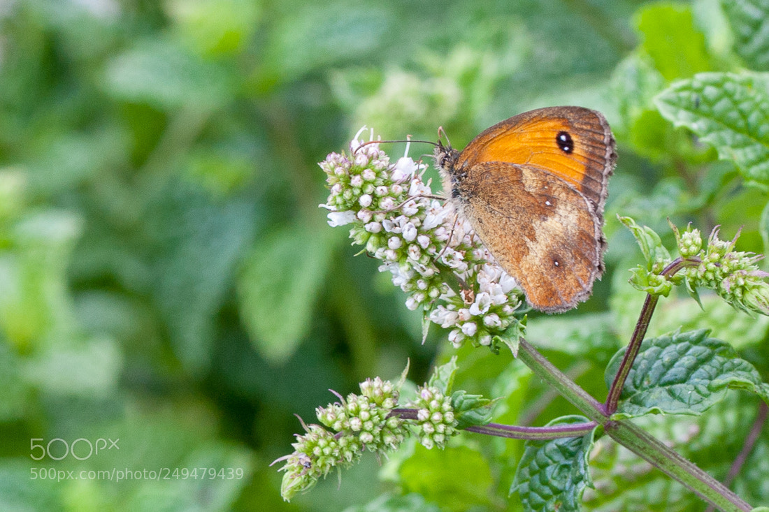 Canon EOS 40D sample photo. Small butterfly photography