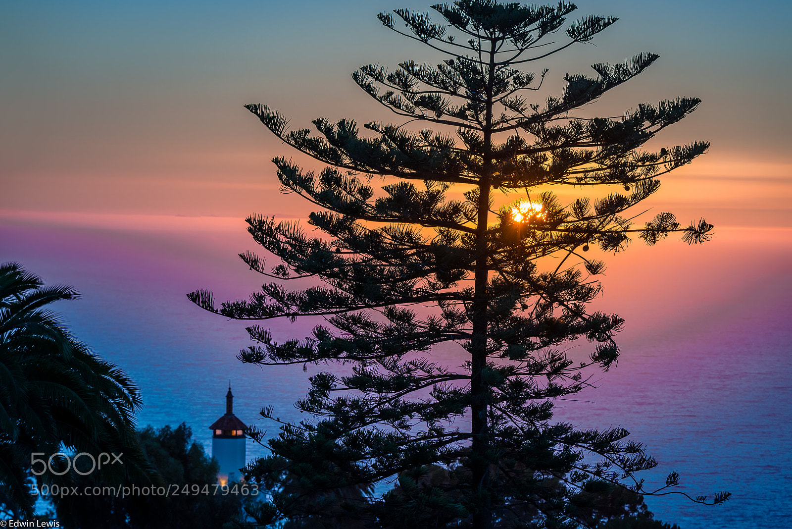 Nikon D800E sample photo. Pv tree and sunset photography