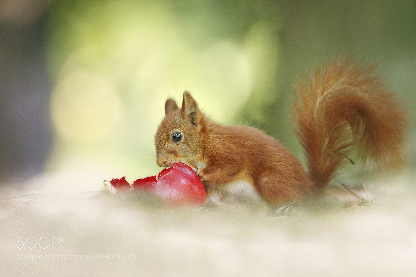 Canon EOS 7D Mark II sample photo. Little red squirrel photography