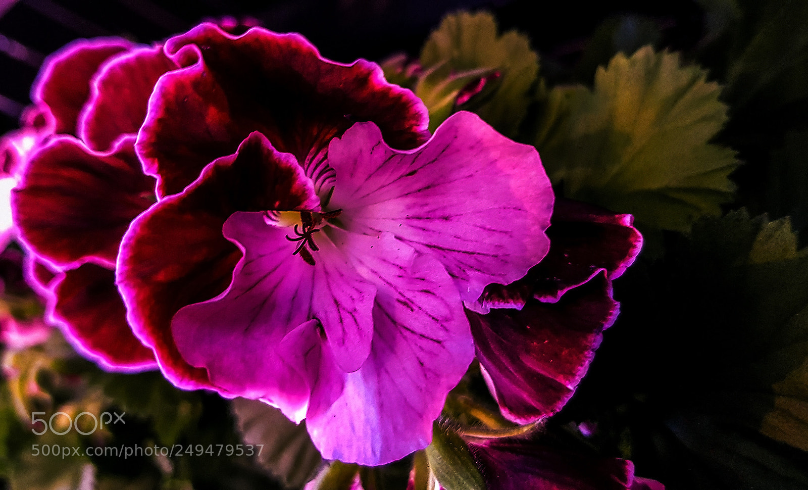 Samsung Galaxy S8 sample photo. Pelargoni x domesticum dark photography