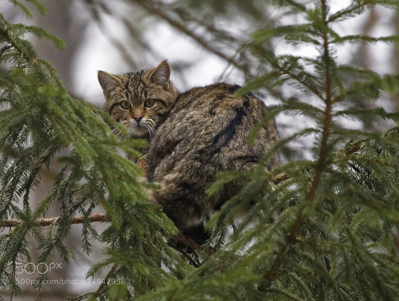 Canon EOS 5D Mark IV sample photo. Wild cat on the photography