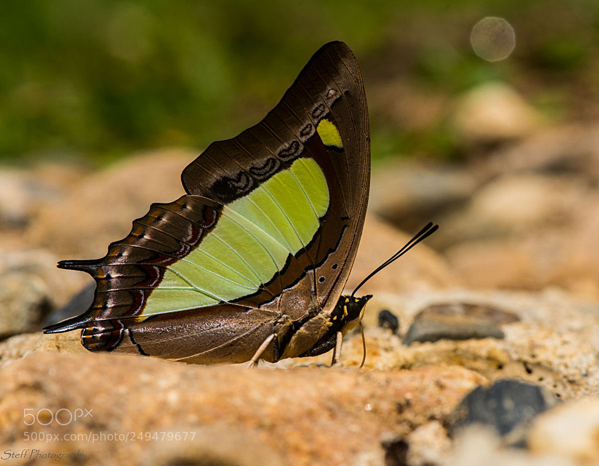 Nikon D810 sample photo. Polyura hebe plautus plain photography