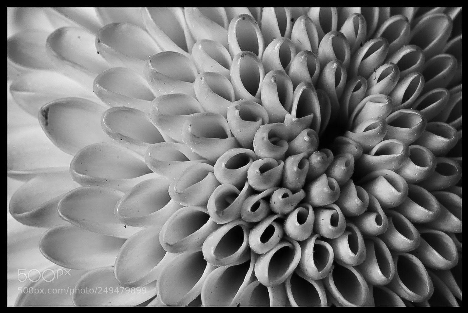 Sony ILCA-77M2 sample photo. Leaves bnw photography