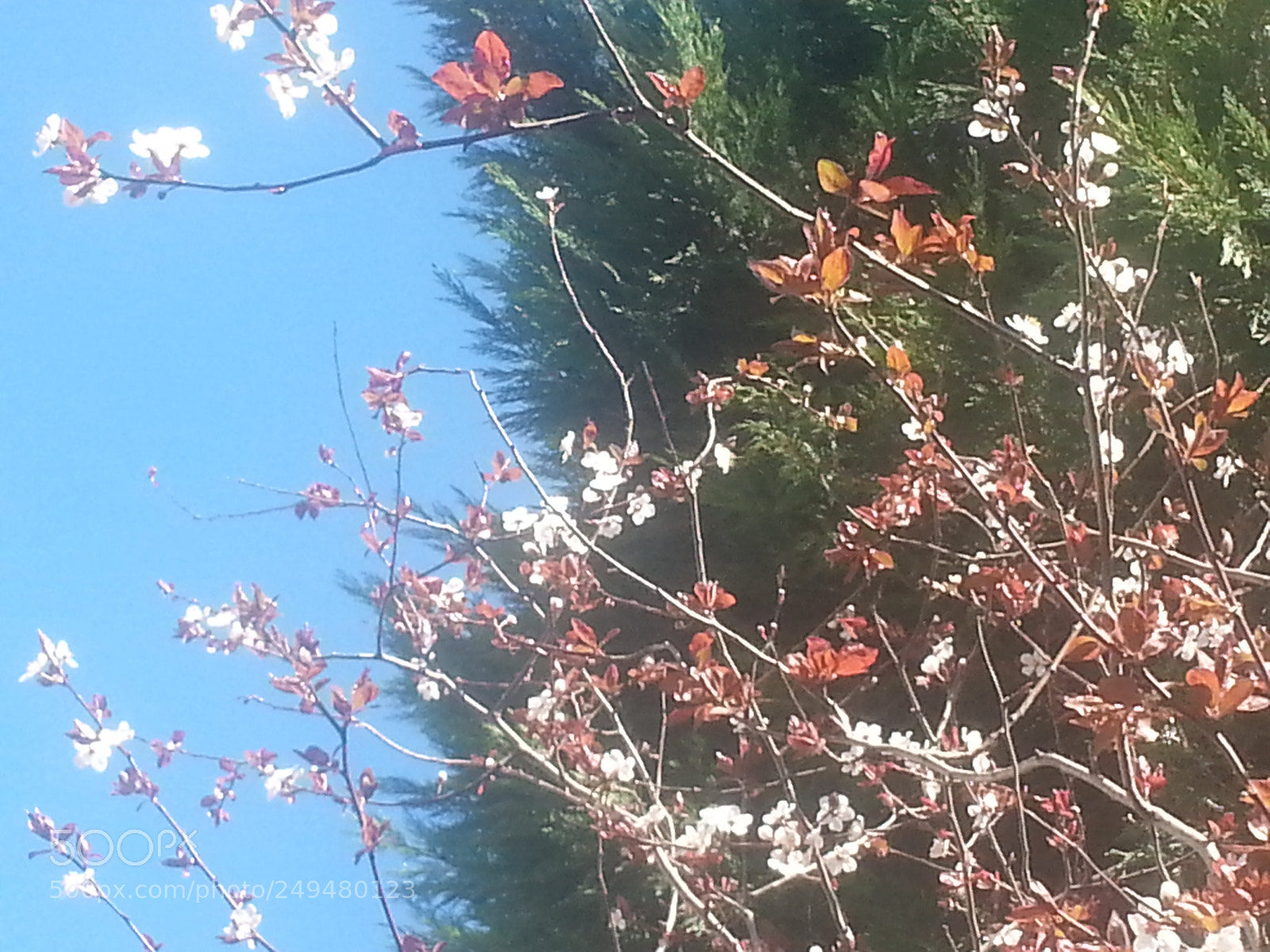 Samsung Galaxy Note2 sample photo. Nature wakes up photography