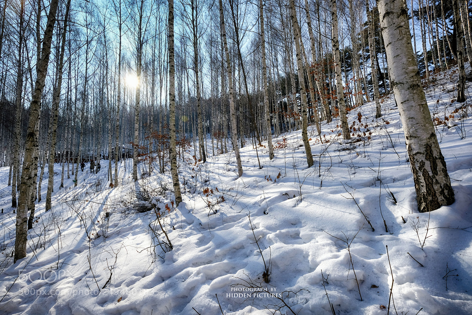 Fujifilm X-T2 sample photo. A grove of birch photography
