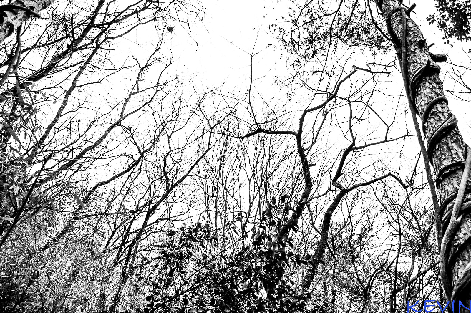 Nikon D90 sample photo. Tree photography