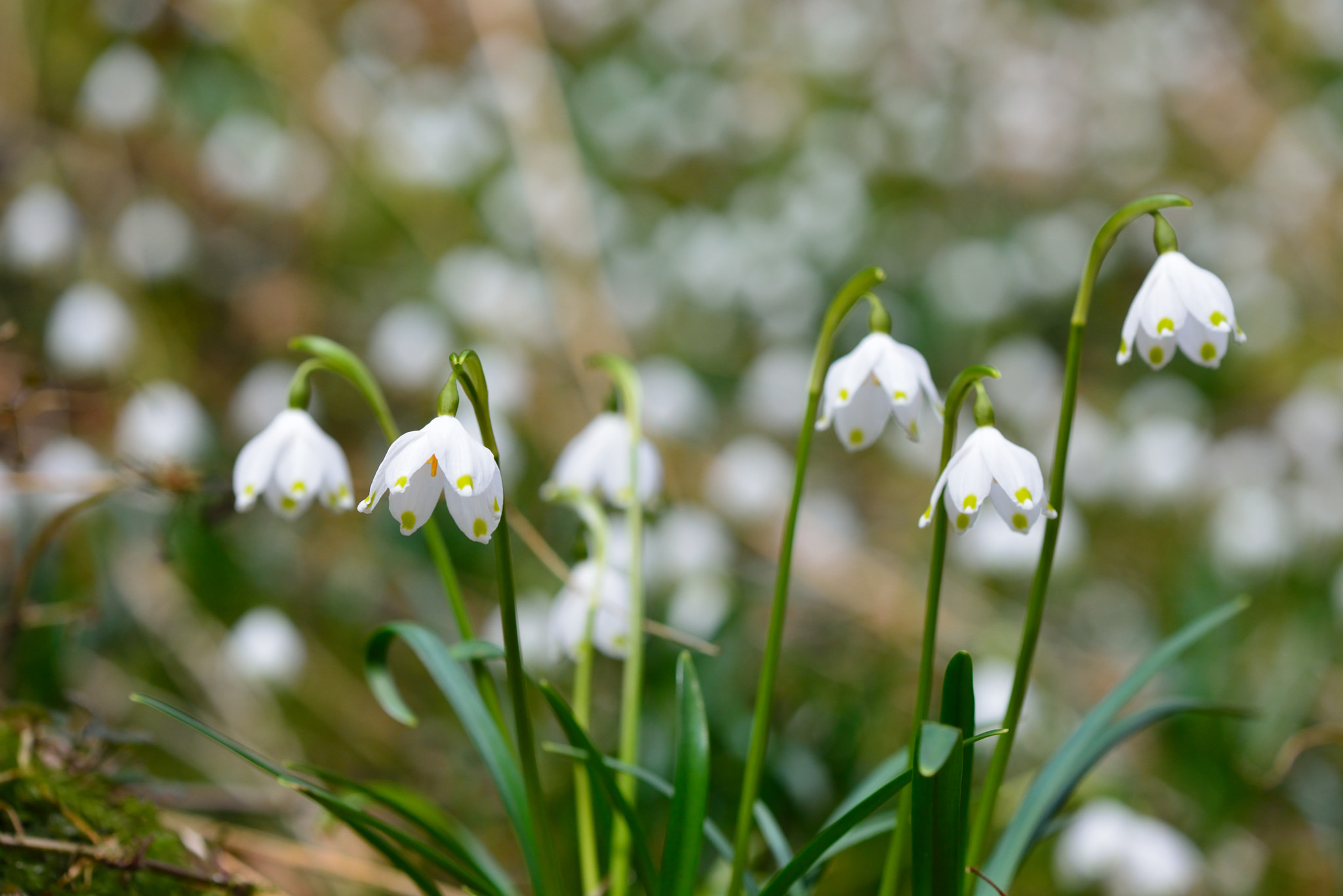 Nikon AF-S Micro-Nikkor 105mm F2.8G IF-ED VR sample photo. Märzenbecherblüte photography