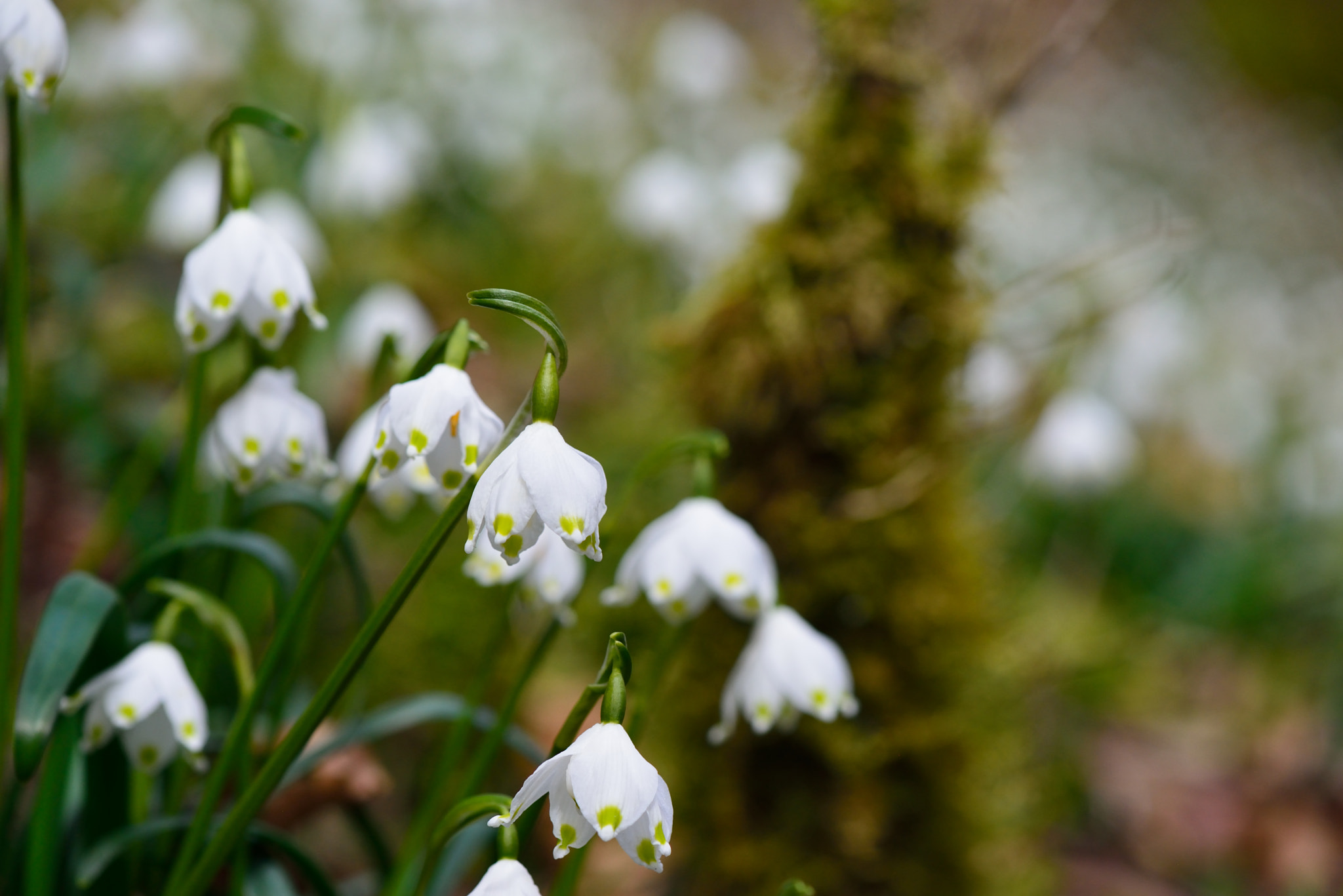 Nikon AF-S Micro-Nikkor 105mm F2.8G IF-ED VR sample photo. Märzenbecherblüte photography