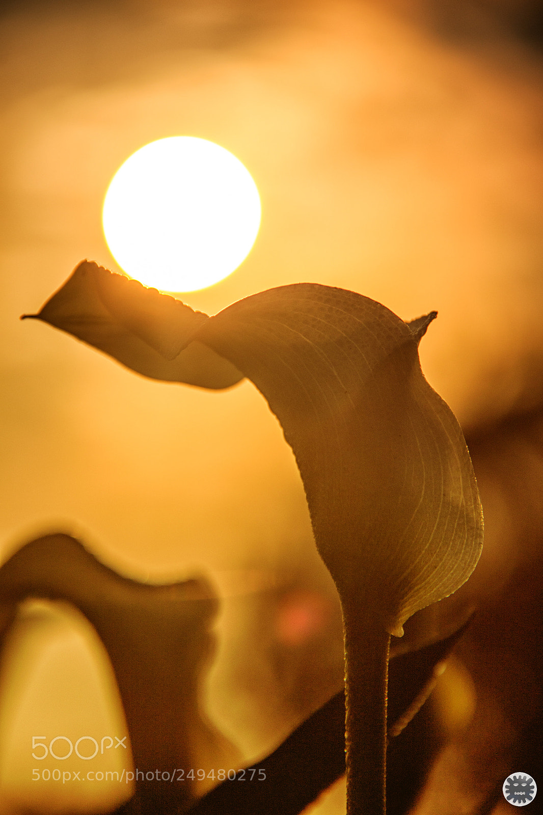 Canon EOS 7D Mark II sample photo. Untitled photography