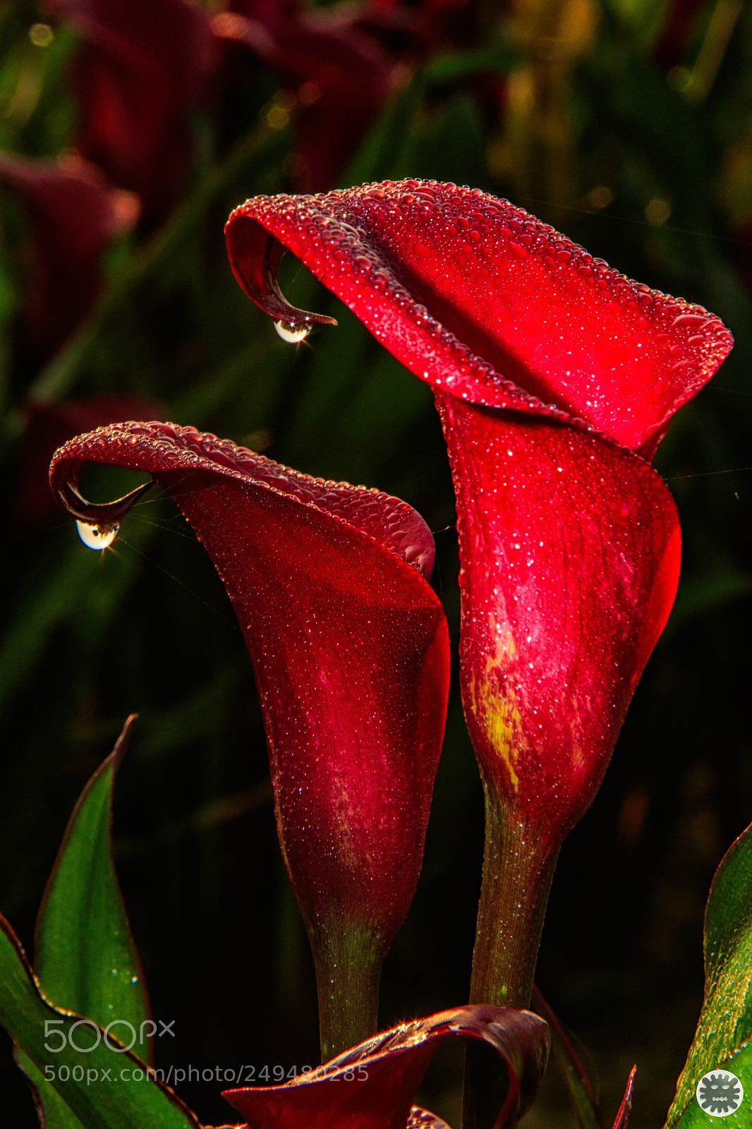 Canon EOS 7D Mark II sample photo. Untitled photography