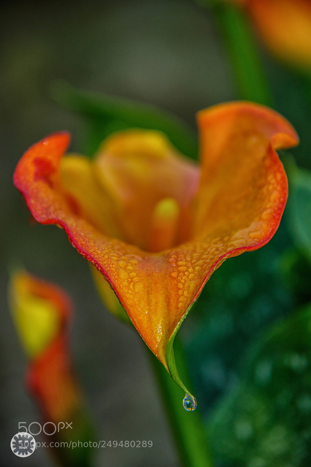 Canon EOS 7D Mark II sample photo. Untitled photography