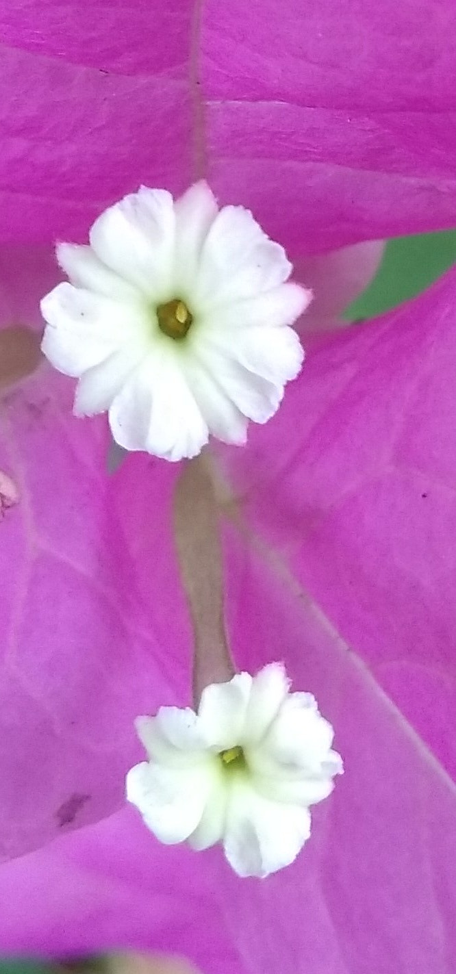Xiaomi MI MAX sample photo