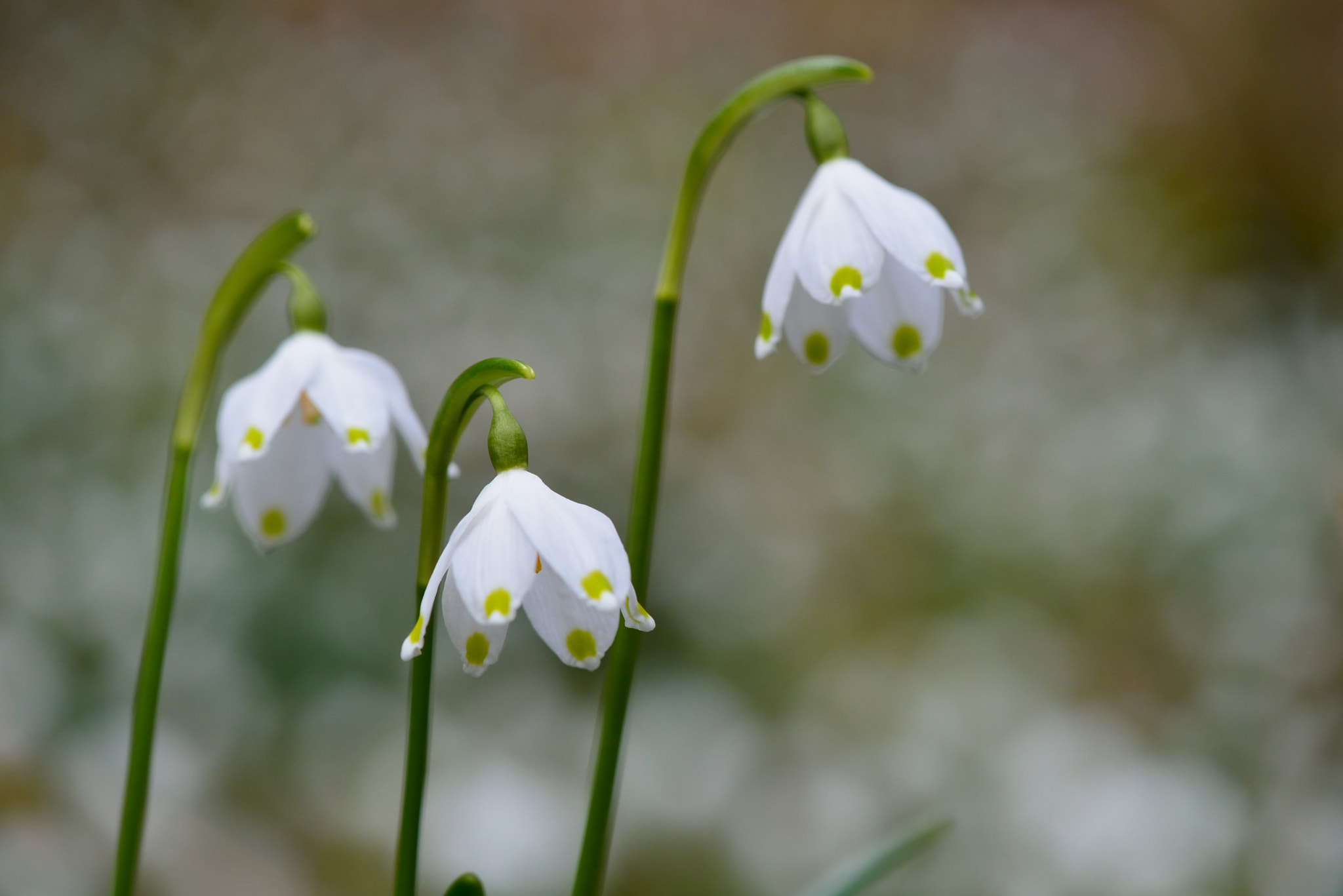 Nikon AF-S Micro-Nikkor 105mm F2.8G IF-ED VR sample photo. Märzenbecherblüte photography