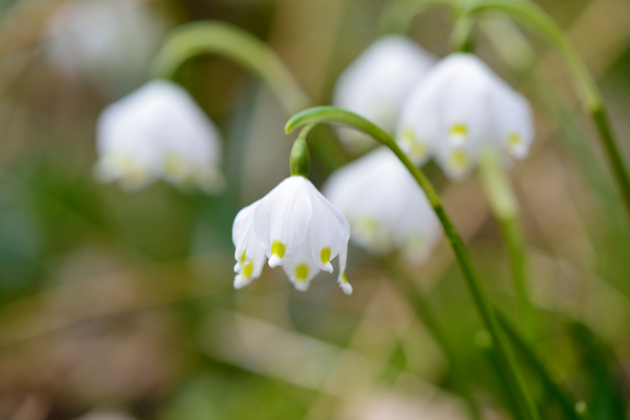 Nikon AF-S Micro-Nikkor 105mm F2.8G IF-ED VR sample photo. Märzenbecherblüte photography