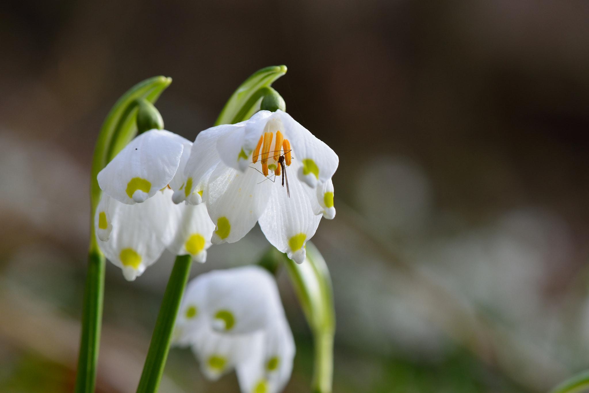 Nikon AF-S Micro-Nikkor 105mm F2.8G IF-ED VR sample photo. Märzenbecherblüte photography