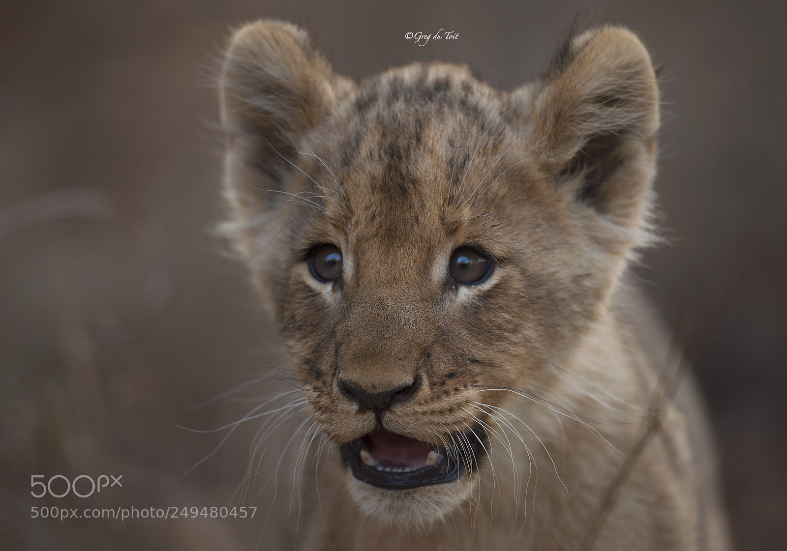 Nikon D4S sample photo. Close-up cub photography