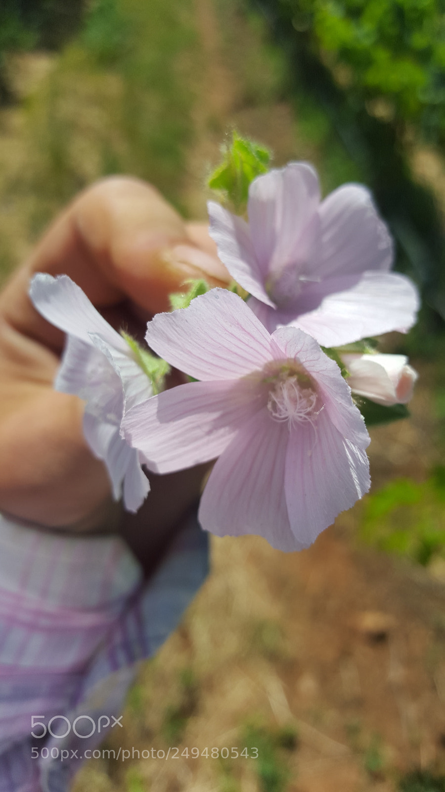 Samsung Galaxy S6 sample photo. Untitled photography