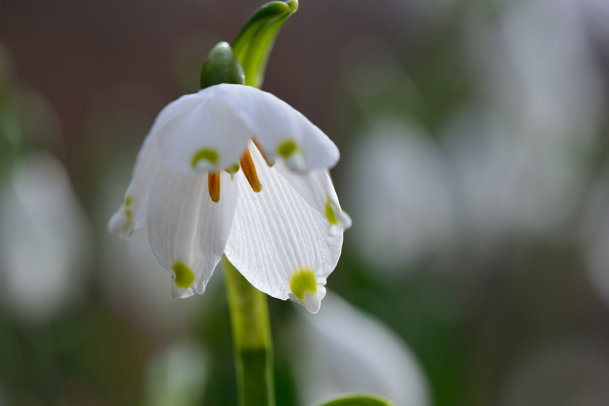 Nikon AF-S Micro-Nikkor 105mm F2.8G IF-ED VR sample photo. Märzenbecherblüte photography
