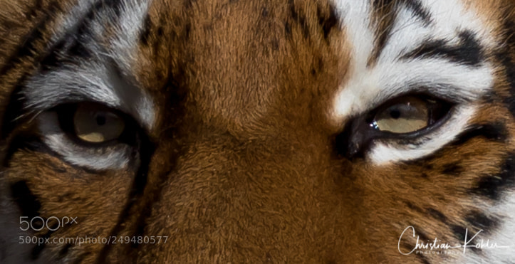 Canon EOS 7D Mark II sample photo. Predatory eyes - tiger photography