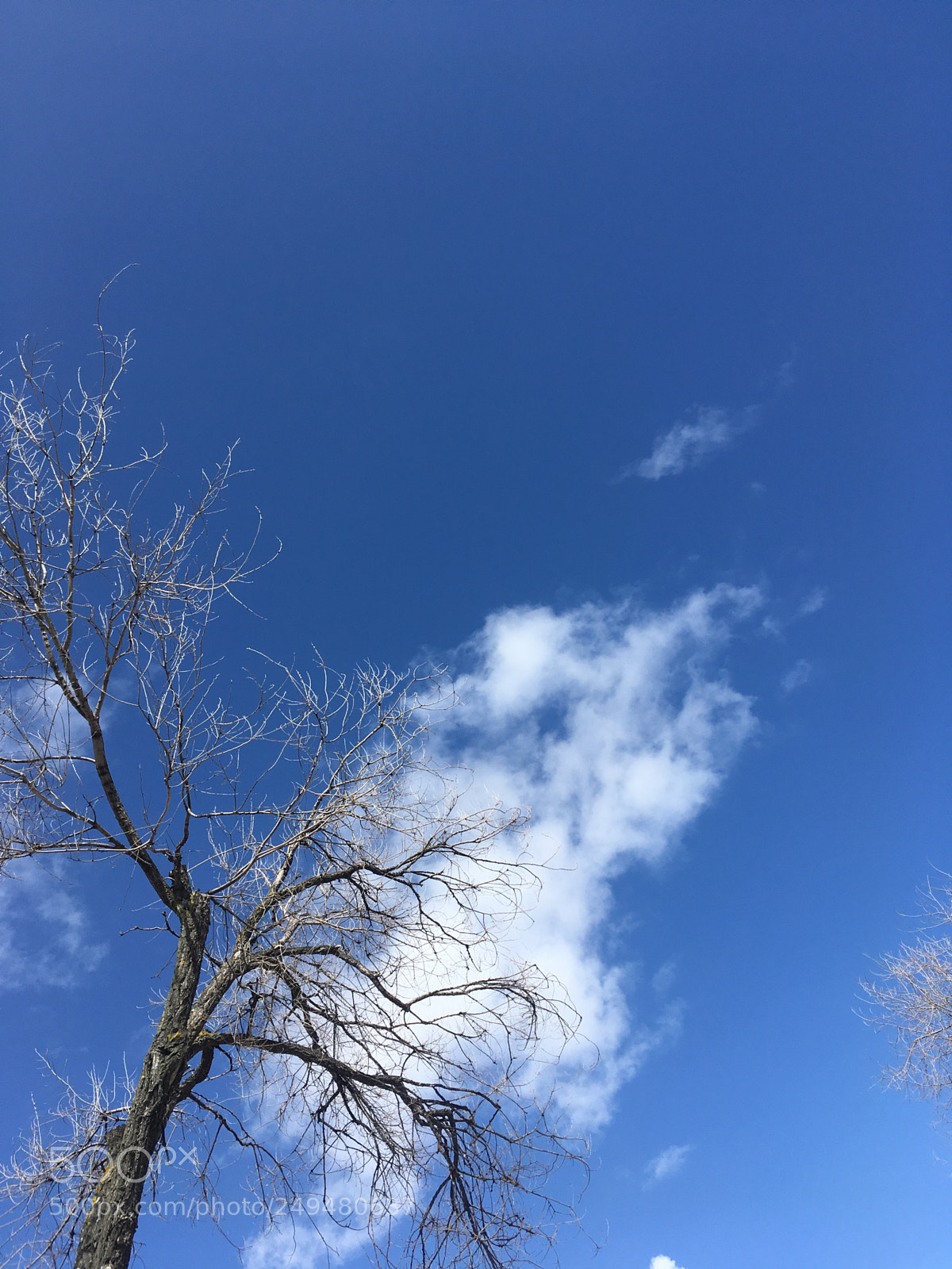 Apple iPhone SE sample photo. Ramas de nubes. photography