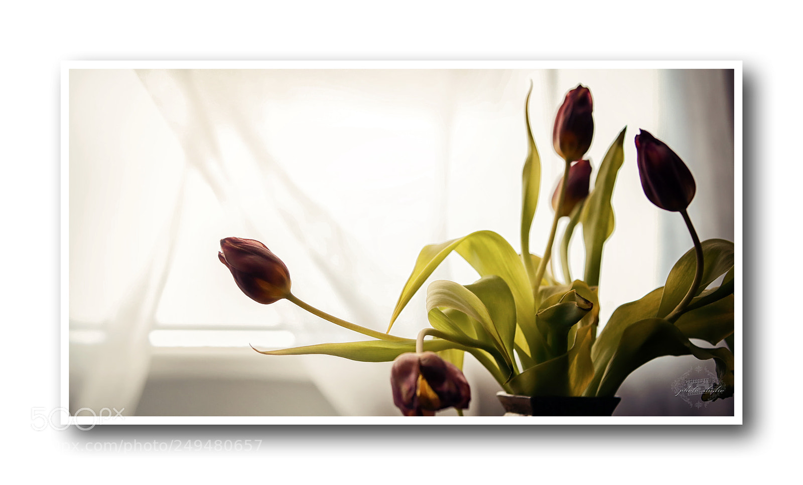 Canon EOS 6D sample photo. Tulips... photography