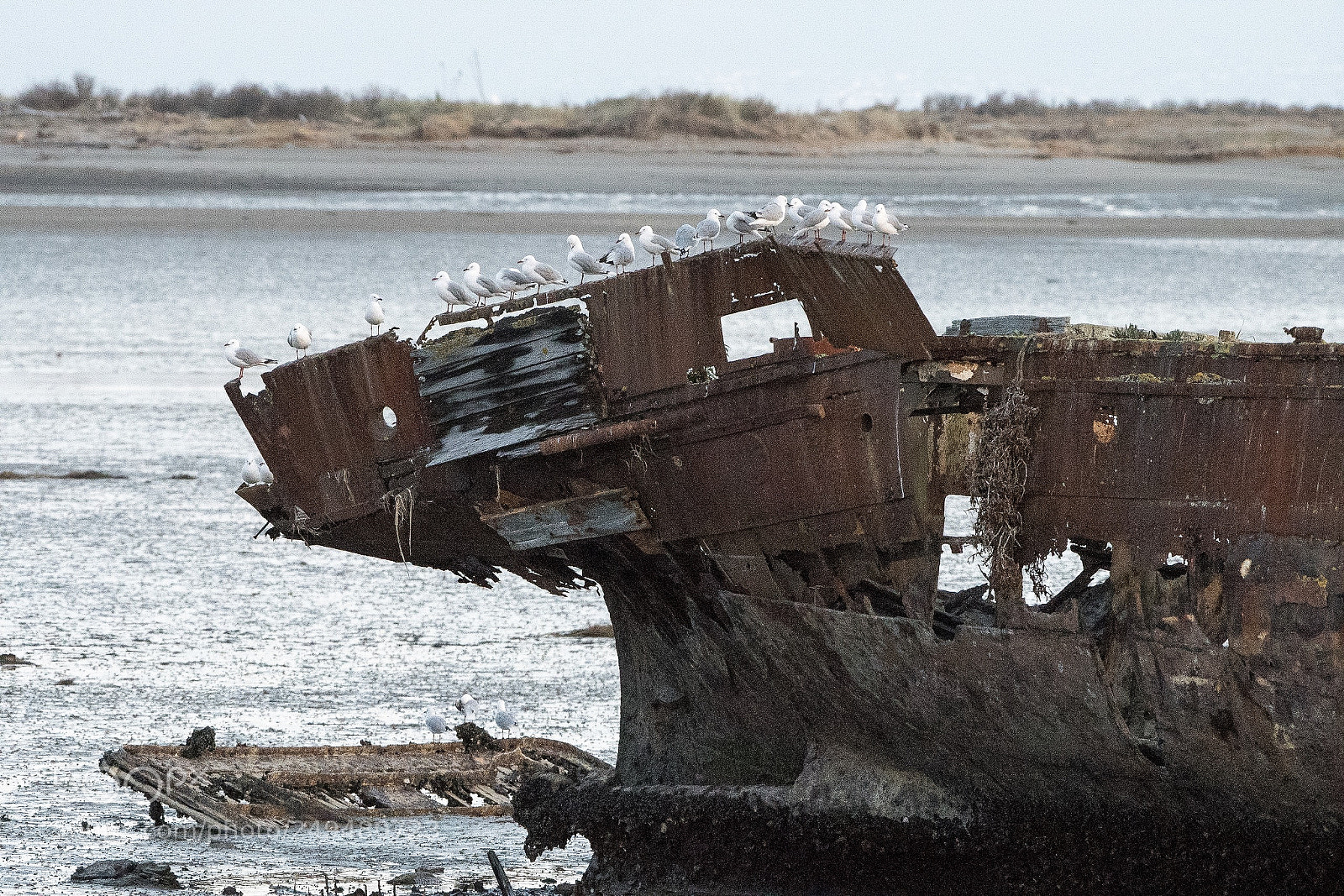 Nikon D500 sample photo. Janie seddon wreck, motueka photography